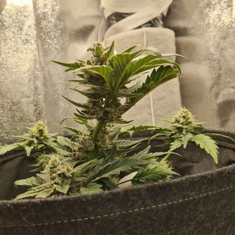 Monke growlog timeline photo