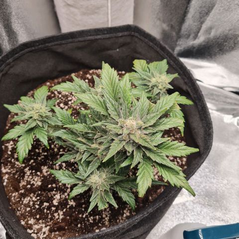 Monke growlog timeline photo