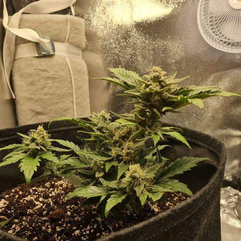 Monke growlog timeline photo