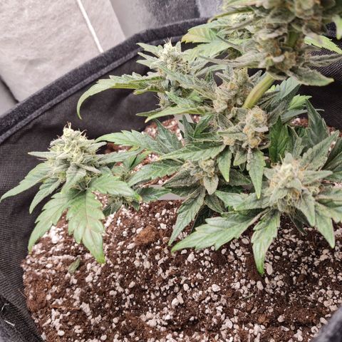 Monke growlog timeline photo