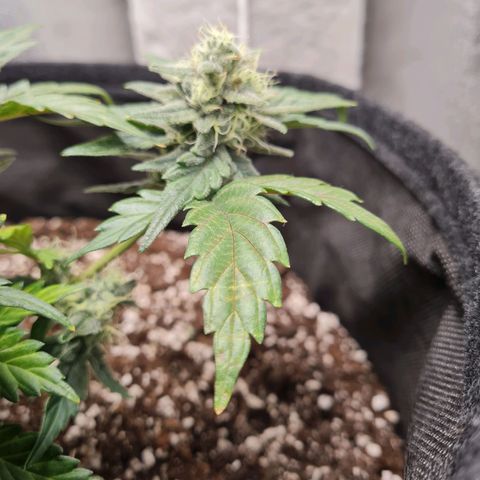 Monke growlog timeline photo