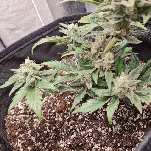 Monke growlog timeline photo