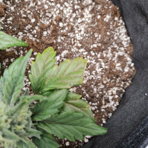 Monke growlog timeline photo