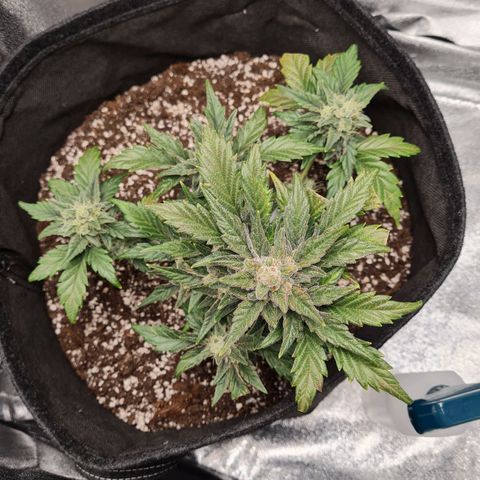 Monke growlog timeline photo