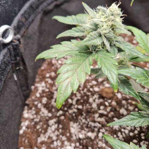 Monke growlog timeline photo