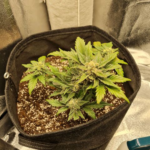 Monke growlog timeline photo