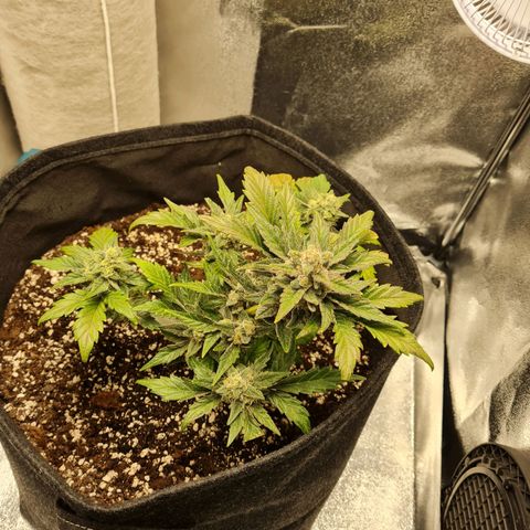 Monke growlog timeline photo