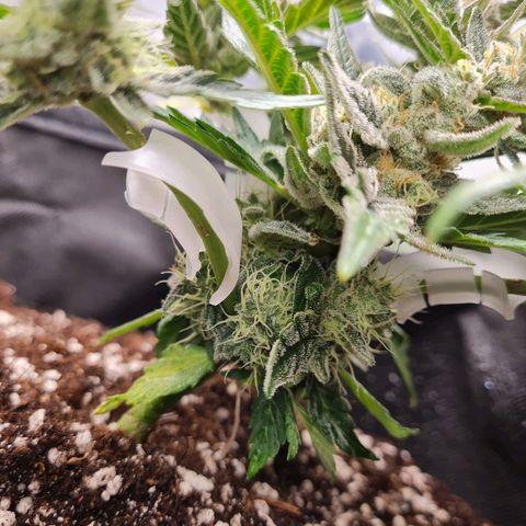 Monke growlog timeline photo