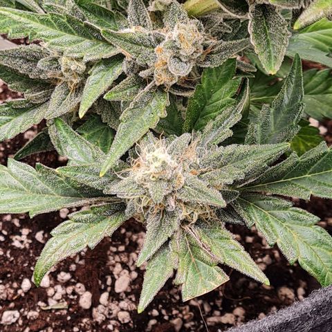 Monke growlog timeline photo