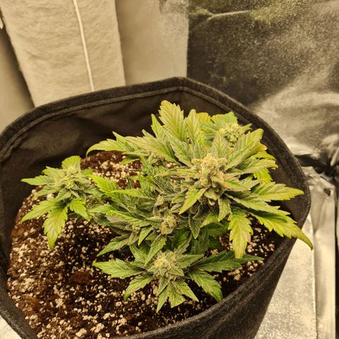 Monke growlog timeline photo