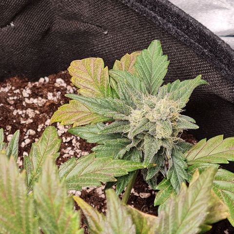 Monke growlog timeline photo