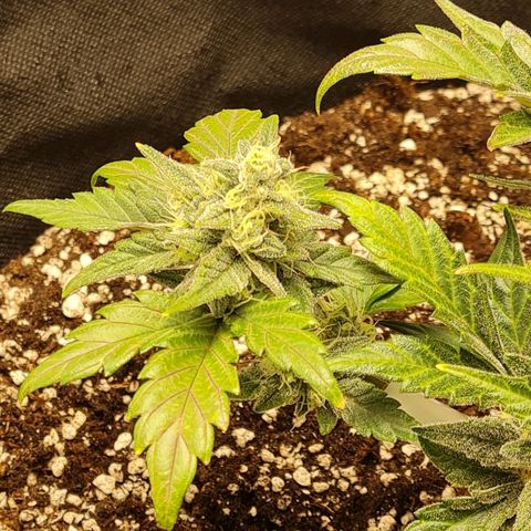 Monke growlog timeline photo