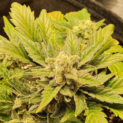 Monke growlog timeline photo