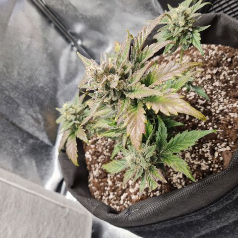 Monke growlog photo: Definitely fattening up, top buds seems to be almost done. The buds and leaves are starting to change to a nice purple