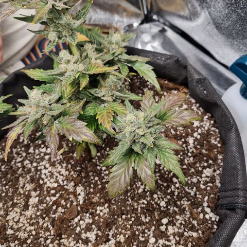 Monke growlog photo: Definitely fattening up, top buds seems to be almost done. The buds and leaves are starting to change to a nice purple