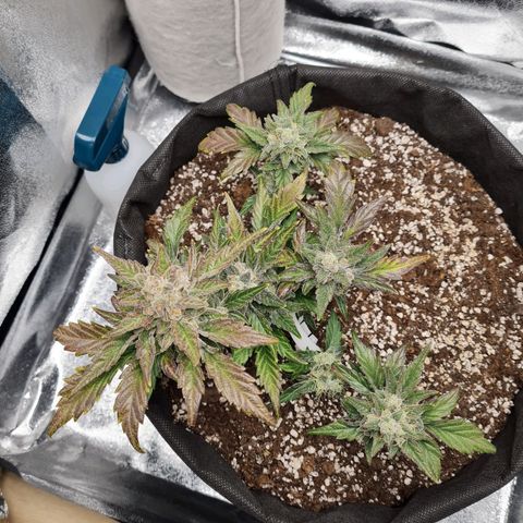 Monke growlog photo: Definitely fattening up, top buds seems to be almost done. The buds and leaves are starting to change to a nice purple