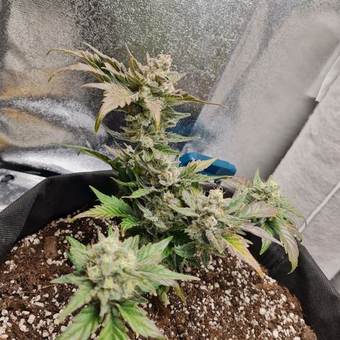 Monke growlog photo: Definitely fattening up, top buds seems to be almost done. The buds and leaves are starting to change to a nice purple