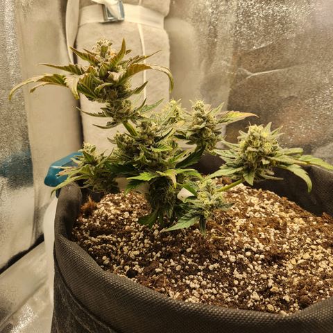 Monke growlog photo: Definitely fattening up, top buds seems to be almost done. The buds and leaves are starting to change to a nice purple