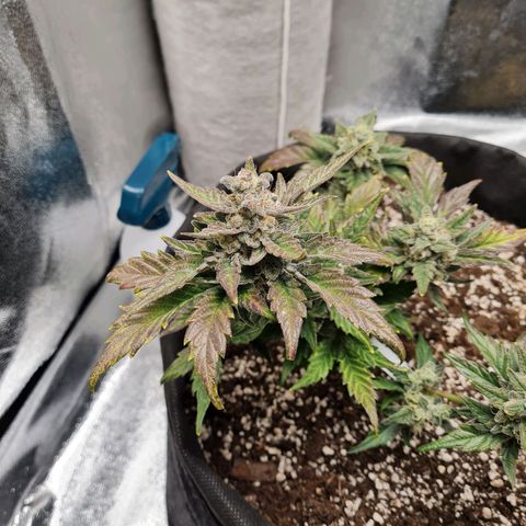 Monke growlog photo: Definitely fattening up, top buds seems to be almost done. The buds and leaves are starting to change to a nice purple