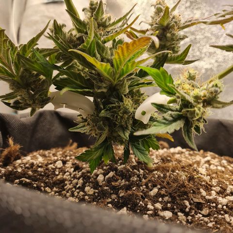Monke growlog photo: Upper nug looking ripe