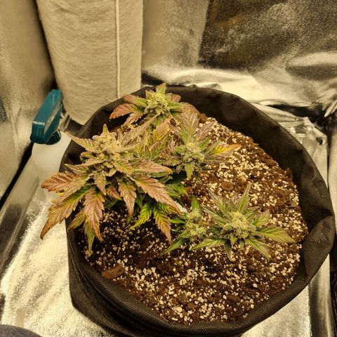 Monke growlog photo: Upper nug looking ripe