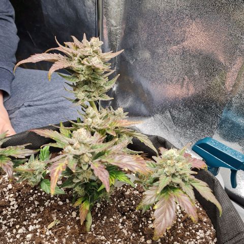 Monke growlog photo: Upper nug looking ripe