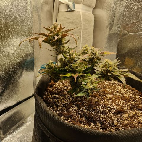 Monke growlog photo: Upper nug looking ripe