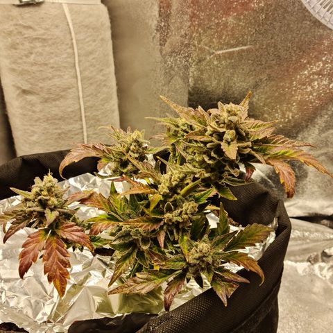 Monke growlog photo: Top is almost ready but lower buds can definitely wait two or more weeks!