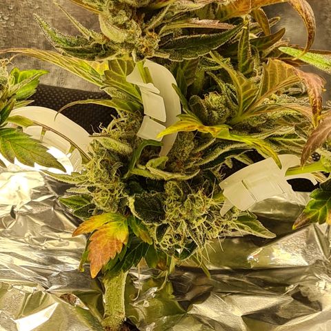 Monke growlog photo: Top is almost ready but lower buds can definitely wait two or more weeks!