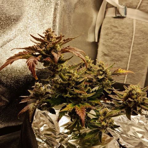 Monke growlog photo: Top is almost ready but lower buds can definitely wait two or more weeks!