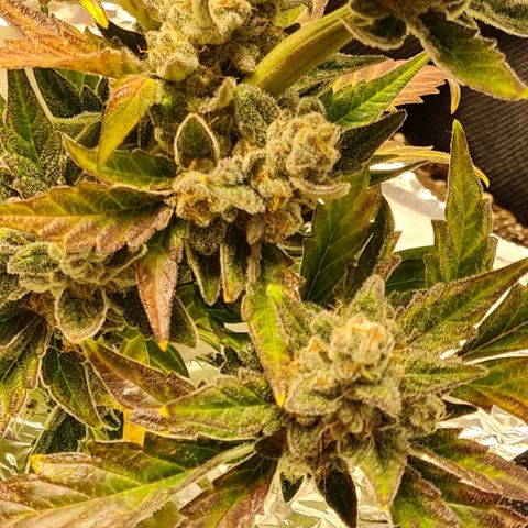 Monke growlog photo: Top is almost ready but lower buds can definitely wait two or more weeks!