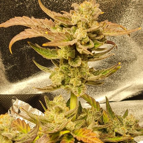 Monke growlog photo: Top is almost ready but lower buds can definitely wait two or more weeks!