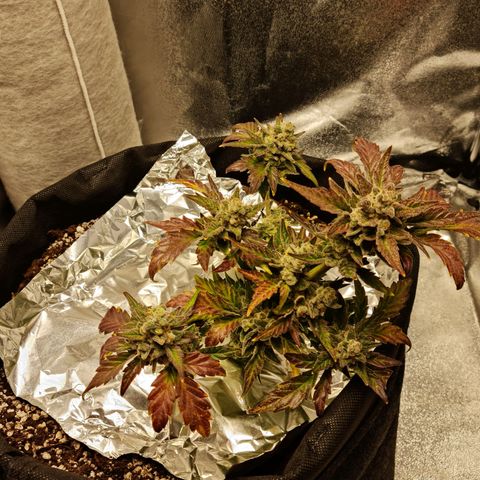 Monke growlog photo: Top is almost ready but lower buds can definitely wait two or more weeks!
