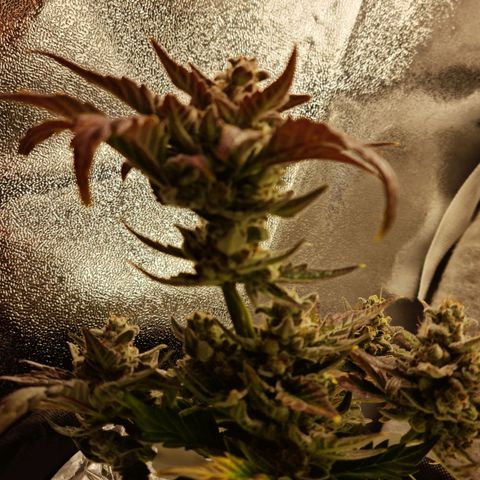 Monke growlog photo: Top is almost ready but lower buds can definitely wait two or more weeks!