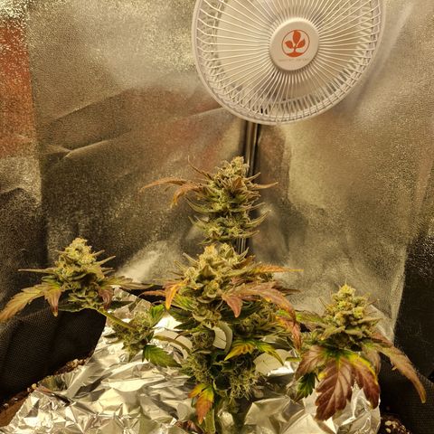 Monke growlog timeline photo