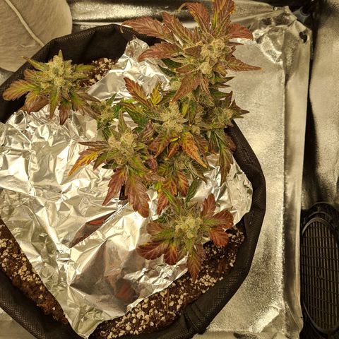 Monke growlog timeline photo