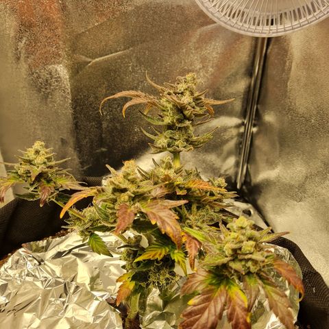 Monke growlog timeline photo
