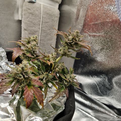 Monke growlog timeline photo