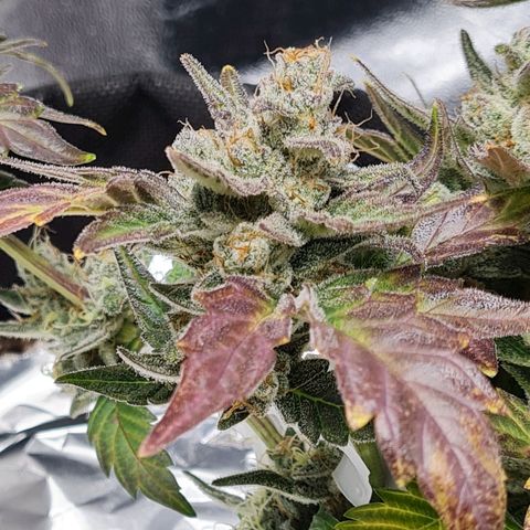 Monke growlog timeline photo