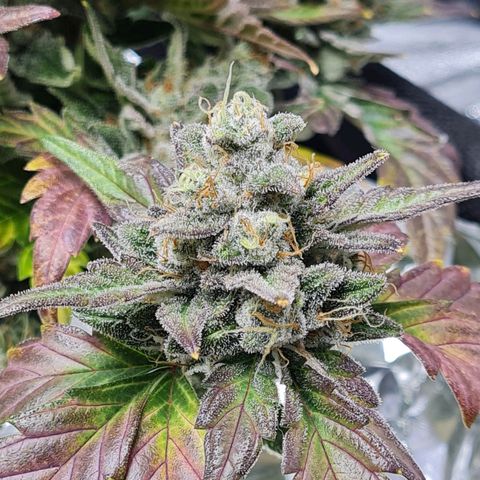 Monke growlog photo: Top is almost ready but lower buds can definitely wait two or more weeks!