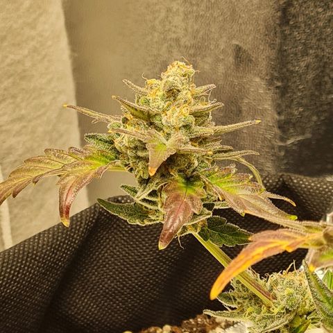 Monke growlog photo: Top is almost ready but lower buds can definitely wait two or more weeks!