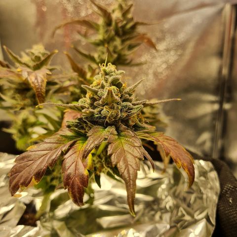 Monke growlog timeline photo