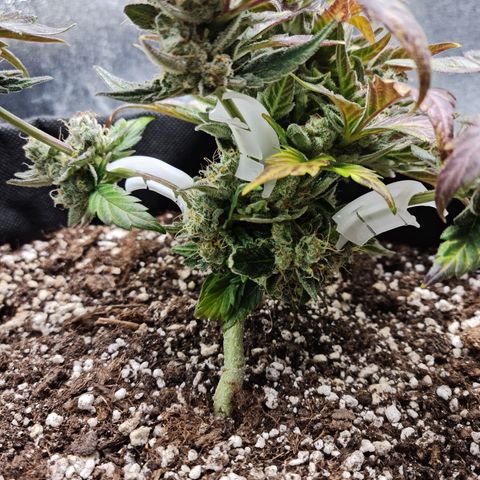 Monke growlog timeline photo