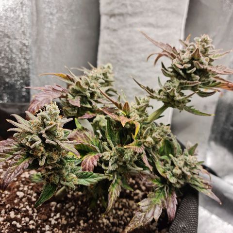 Monke growlog timeline photo
