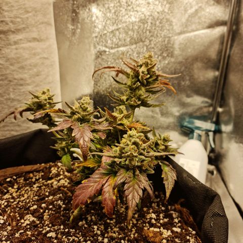 Monke growlog timeline photo