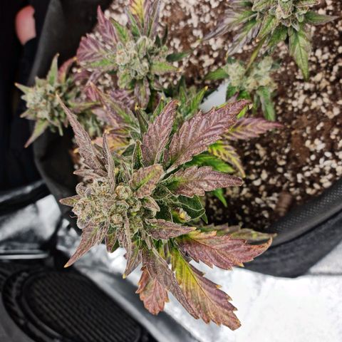 Monke growlog timeline photo
