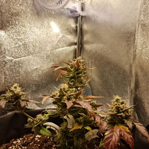 Monke growlog timeline photo