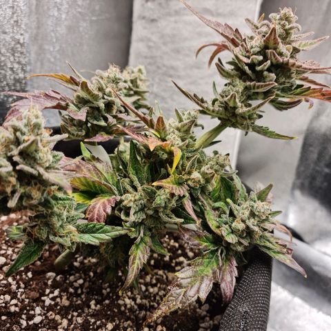 Monke growlog timeline photo