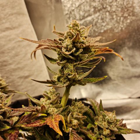 Monke growlog timeline photo