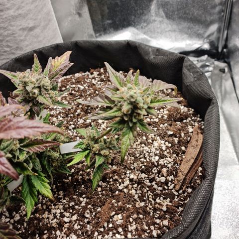 Monke growlog photo: Almost enough amber on tops, accidentally cut a small bud off from the bottom